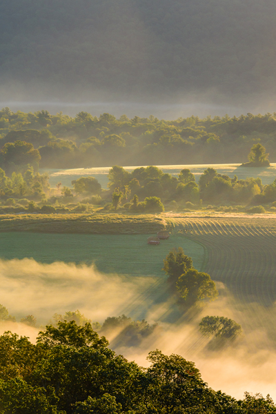 Patterns in the Mist Digital Download
