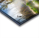 Sunbeams in the Swamp Acrylic print