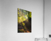 Sunbeams at Lakeside Acrylic Print
