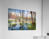Sunbeams in the Swamp Acrylic Print