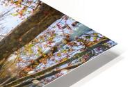 Sunbeams in the Swamp HD Metal print