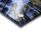 Pine Forest Skyward View Acrylic print