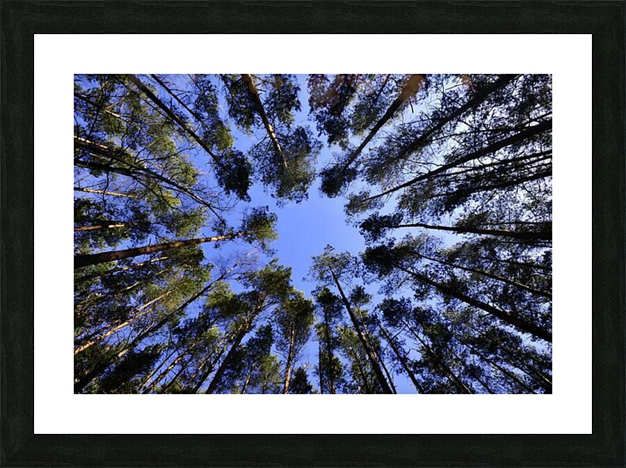 Pine Forest Skyward View Picture Frame print