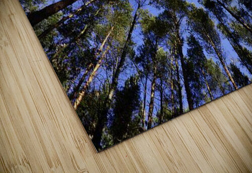 Pine Forest Skyward View A MAX puzzle