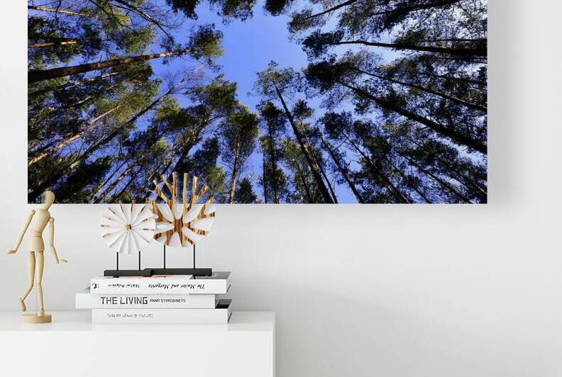 Pine Forest Skyward View Reproduction