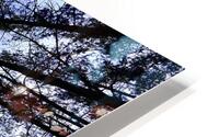 Pine Forest Skyward View HD Metal print