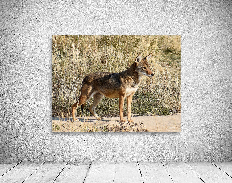 El Coyotito Wall Preview