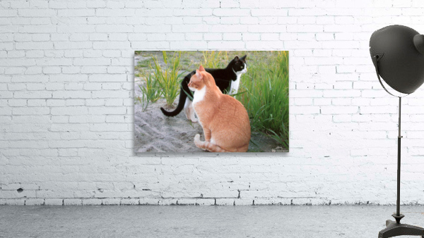 cat1 Wall Preview