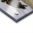 Golden Eagle 8 X12 Acrylic print