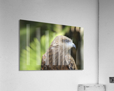 Hawk Acrylic Print