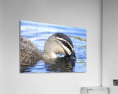Duck Acrylic Print