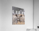 Snow Doe Acrylic Print