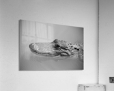 American Alligator  Acrylic Print