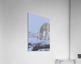 White Stallion  Acrylic Print
