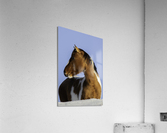 Wild Mustang Acrylic Print