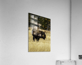 Bison Acrylic Print
