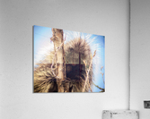 Porcupine 2 Acrylic Print