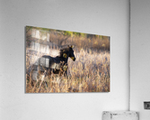 Spirit Acrylic Print