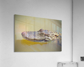 American Alligator Acrylic Print