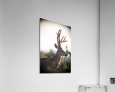 IMG 6065 Acrylic Print