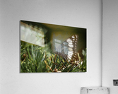 IMG 9972 Acrylic Print