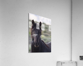 Horse Portrait Acrylic Print