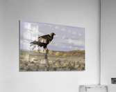 Golden Eagle 8 X12 Acrylic Print