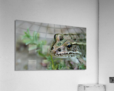Northern Leopard Frog Acrylic Print