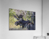 No Worries Acrylic Print