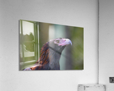 IMG 0154 2A Acrylic Print