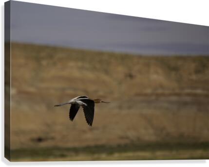 American Avocet  Canvas Print