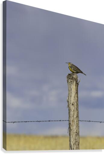 Western Meadowlark  Canvas Print
