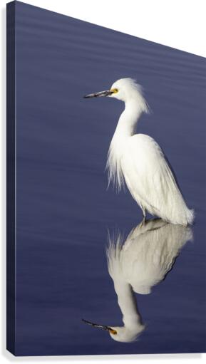 Snowy Egret  Canvas Print