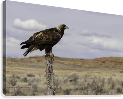 Golden Eagle 8 X12 Canvas Print