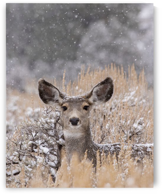 Snow Doe by Chris Casanova