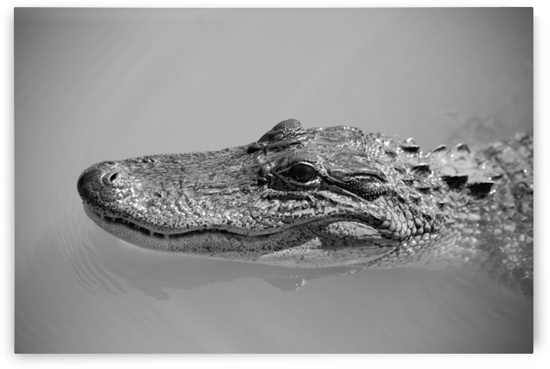 American Alligator  by Chris Casanova