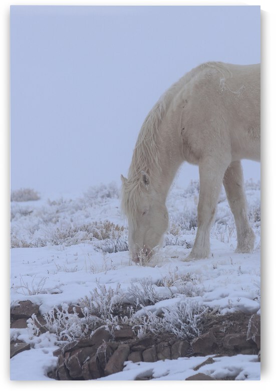 White Stallion  by Chris Casanova