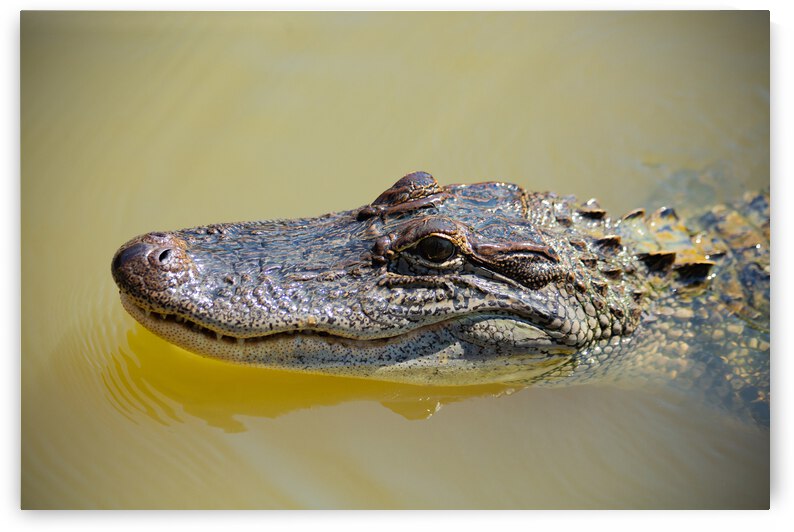 American Alligator by Chris Casanova
