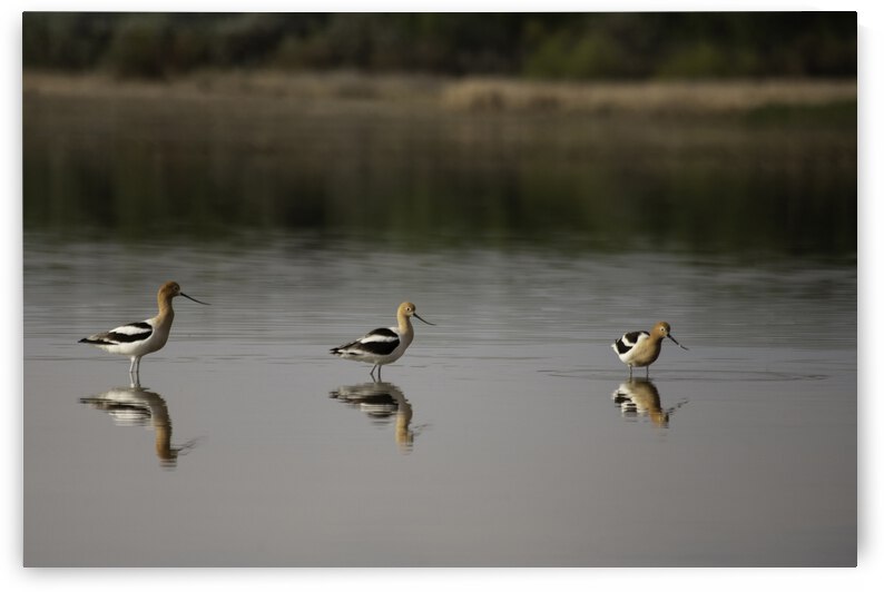 Three Stoges by Chris Casanova