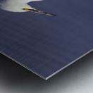 Snowy Egret  Metal print