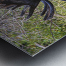 No Worries Metal print