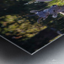 IMG 8633 Metal print
