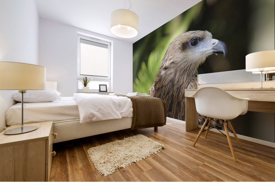Hawk Mural print