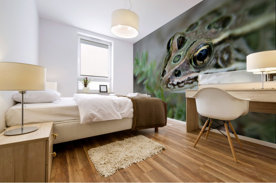 Northern Leopard Frog Mural print