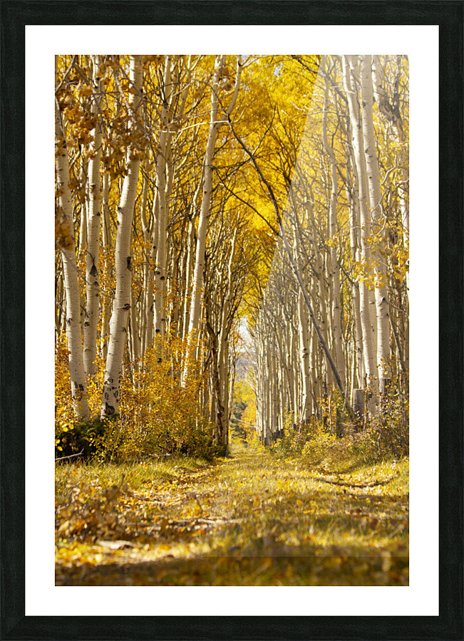 Autumns Path Picture Frame print