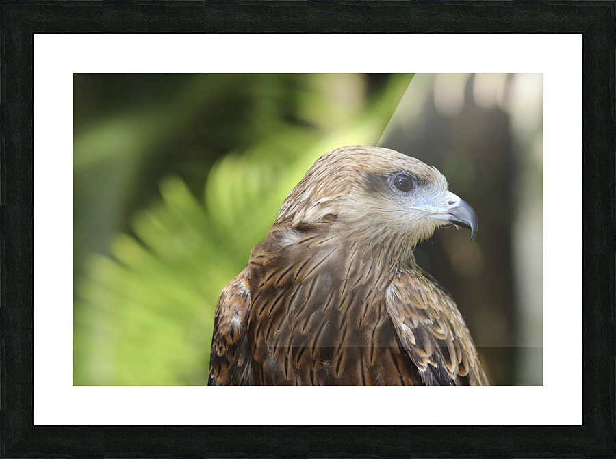 Hawk Picture Frame print