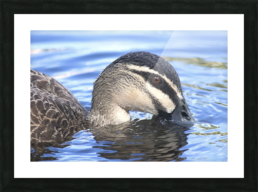 Duck Picture Frame print