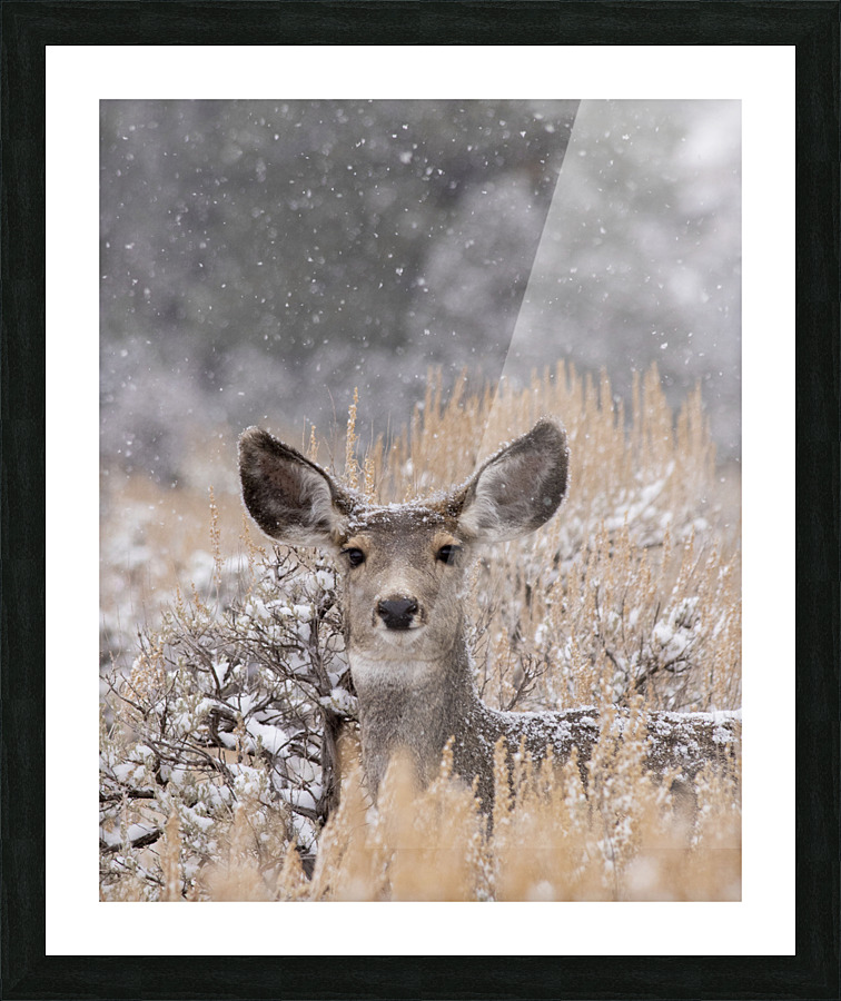 Snow Doe Picture Frame print