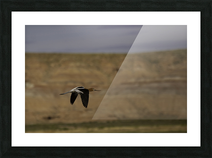American Avocet  Picture Frame print