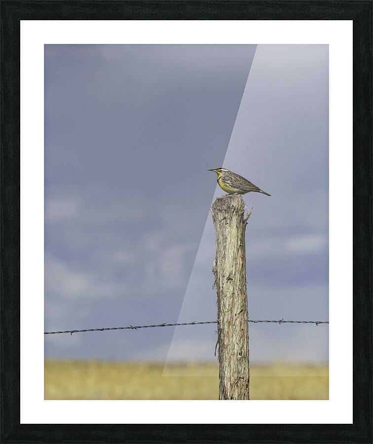 Western Meadowlark  Picture Frame print